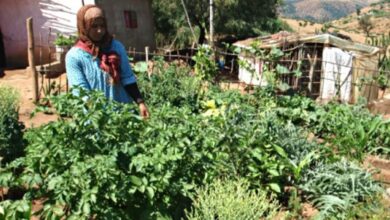 الغدا… ملي كتبان السياسة فالمائدة