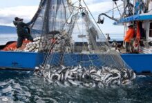 جوج بحور وزلط كيدور: الحوت صدروه برا وبركوا علينا بالهضر!